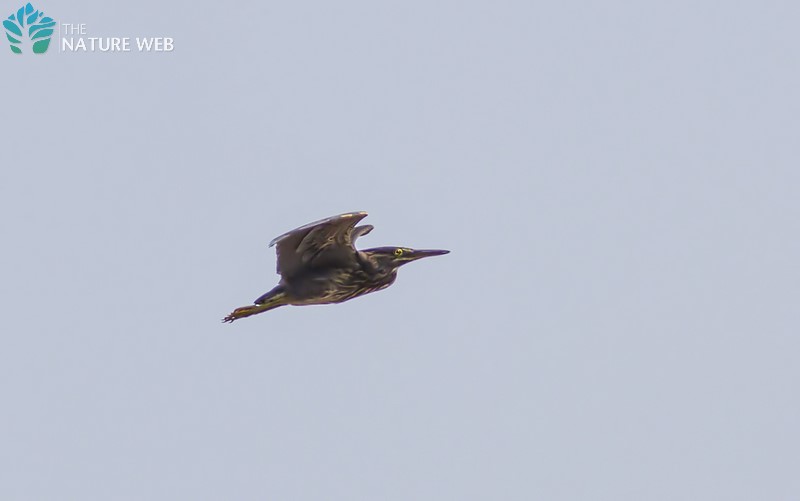 Black Bittern